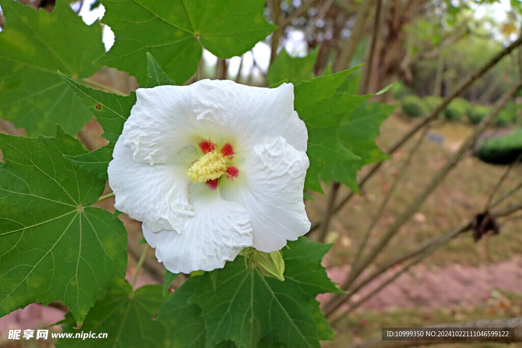 木芙蓉