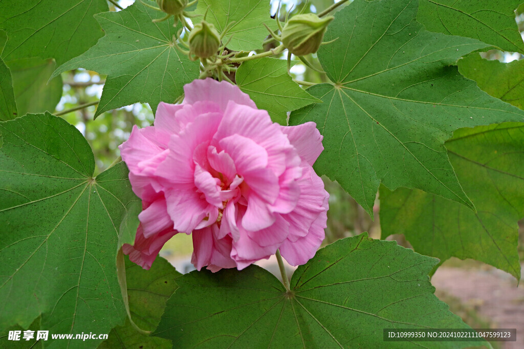 粉色木芙蓉花