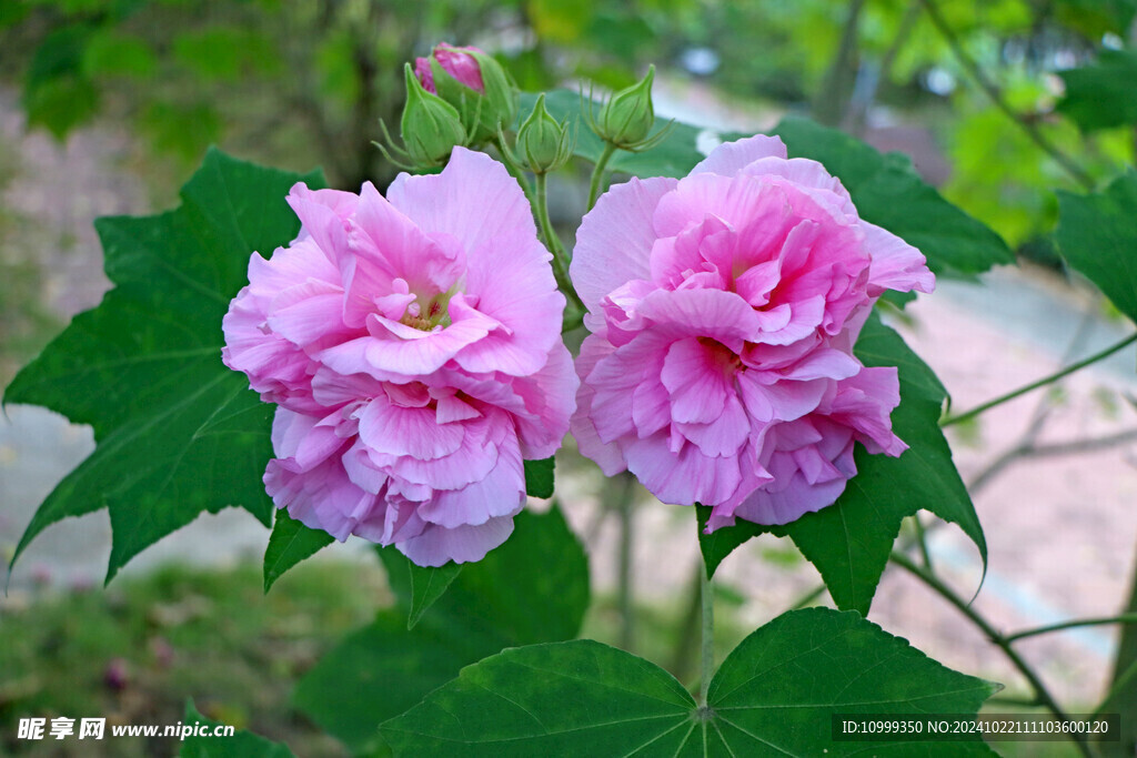 粉色木芙蓉花
