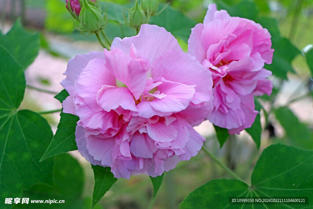 粉色木芙蓉花
