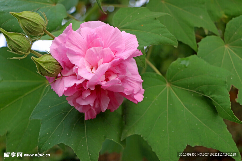 木芙蓉