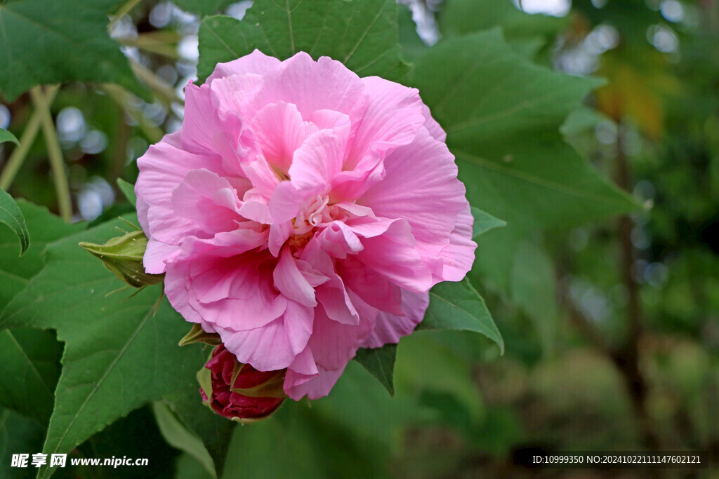 木芙蓉