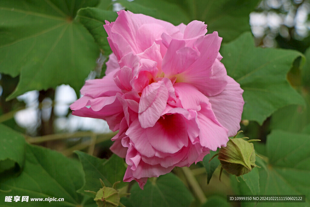 木芙蓉