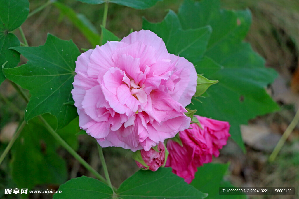 木芙蓉