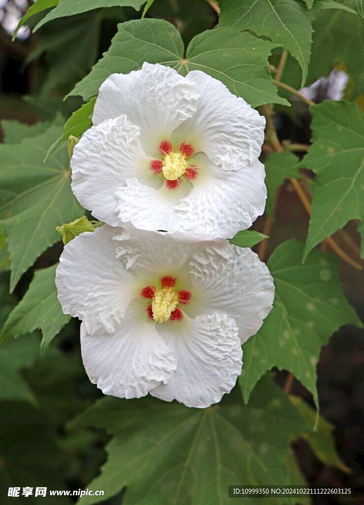 木芙蓉