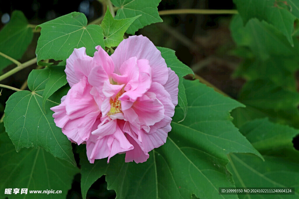 木芙蓉