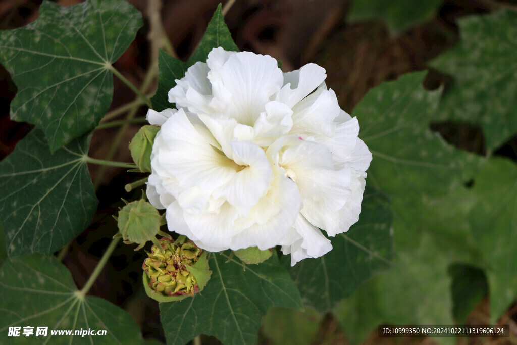白色木芙蓉花