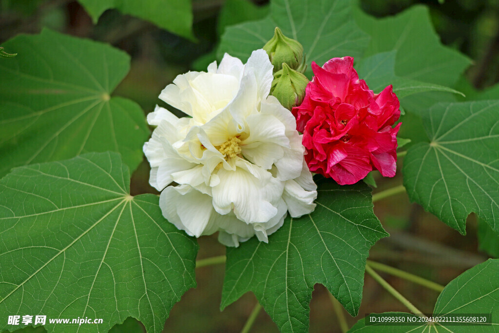 木芙蓉