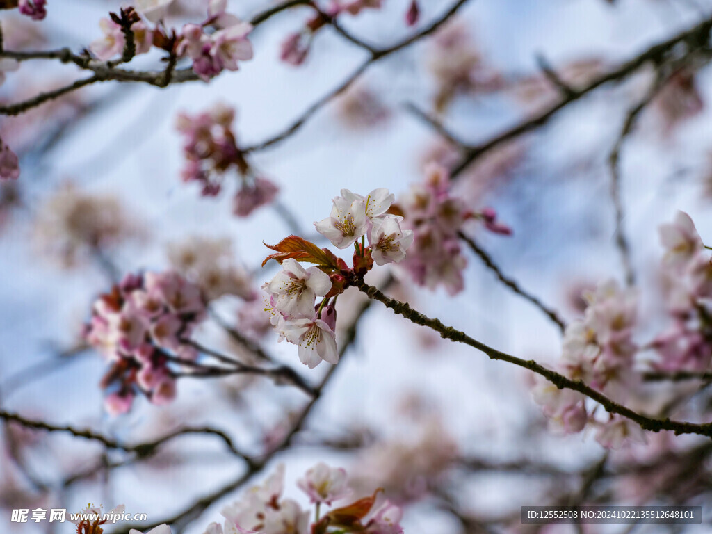桃花