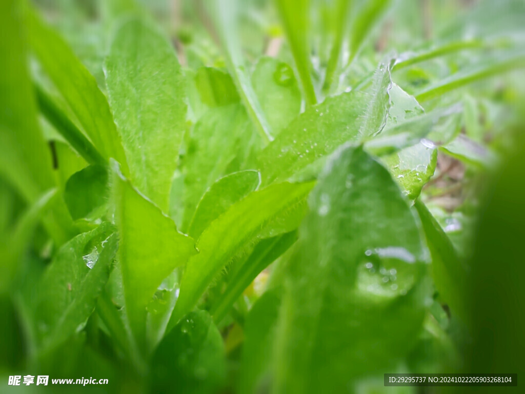 晨曦小草