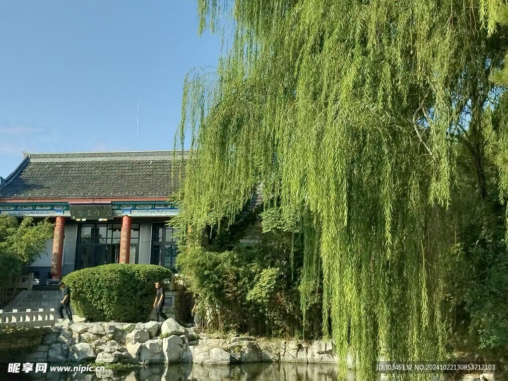垂柳