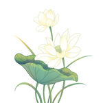 免扣荷花素材  
