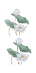 免扣荷花素材 