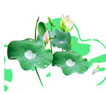 免扣荷花素材  