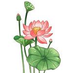 免扣荷花素材 