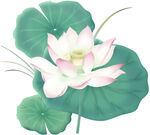 免扣荷花素材 