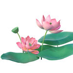 免扣荷花素材 
