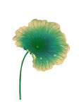 免扣荷花素材 