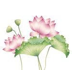 免扣荷花素材  