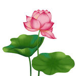 免扣荷花素材 