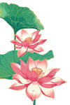 免扣荷花素材 