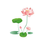 免扣荷花素材 