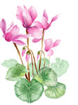 免扣荷花素材  