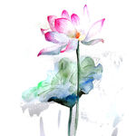 免扣荷花素材  