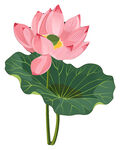 免扣荷花素材 