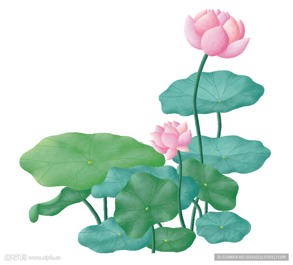 免扣荷花素材 