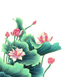 免扣荷花素材  