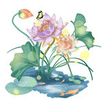 免扣荷花素材  