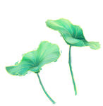 免扣荷花素材 