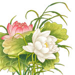 免扣荷花素材 