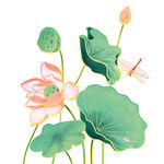 免扣荷花素材 