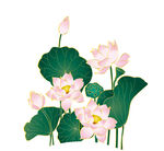 免扣荷花素材  