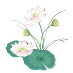 免扣荷花素材 