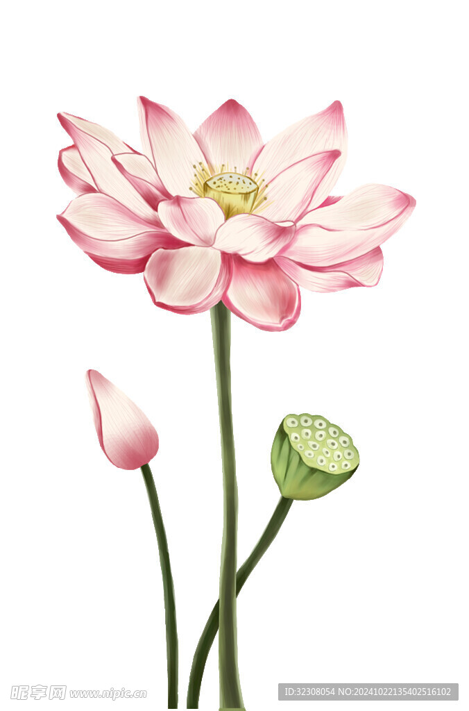 免扣荷花素材  