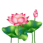 免扣荷花素材 