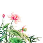 免扣荷花素材  