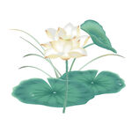 免扣荷花素材  