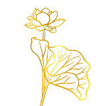 免扣荷花素材 
