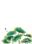 免扣荷花素材 