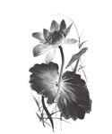 免扣荷花素材  