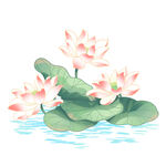免扣荷花素材 