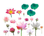 免扣荷花素材 