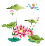 免扣荷花素材 