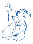 免扣荷花素材  