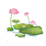 免扣荷花素材 