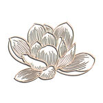 免扣荷花素材 